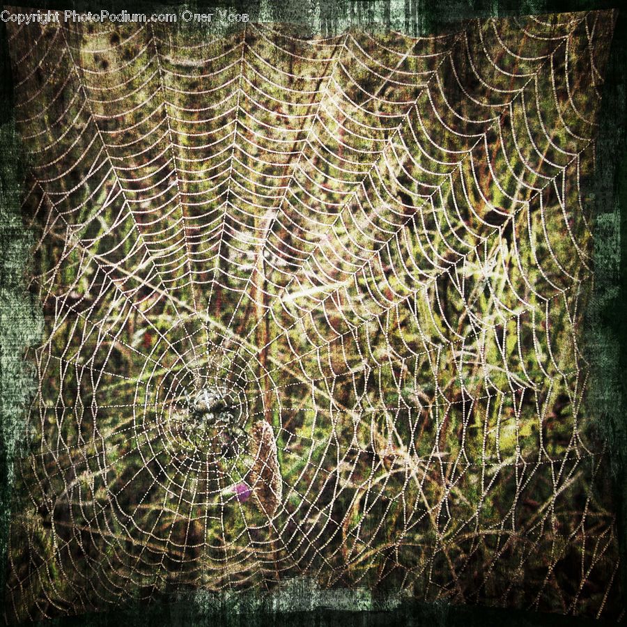 Insect, Spider Web, Field, Grass, Grassland, Plant, Blossom