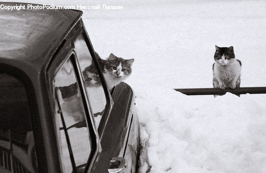 Animal, Cat, Mammal, Pet, Kitten, Adorable, Luggage
