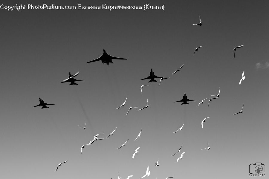 Aircraft, Airplane, Bomber, Warplane, Flock, Airliner, Flight
