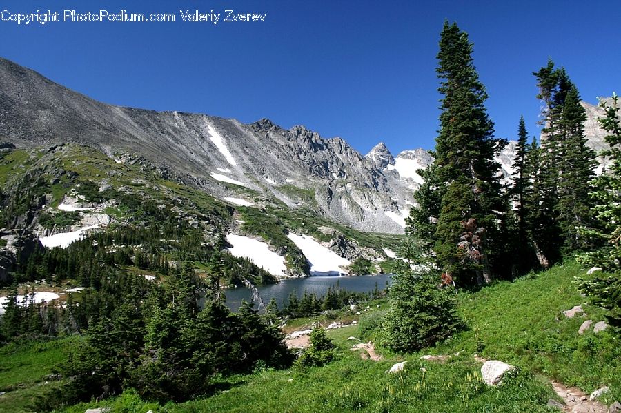 Conifer, Fir, Plant, Tree, Crest, Mountain, Outdoors