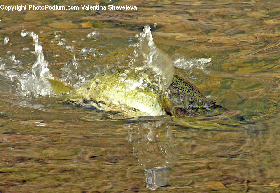 Fish, Sea Life, Trout, Bonito, Coho, Field, Grass
