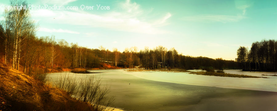 Landscape, Nature, Scenery, Forest, Vegetation, Field, Grass