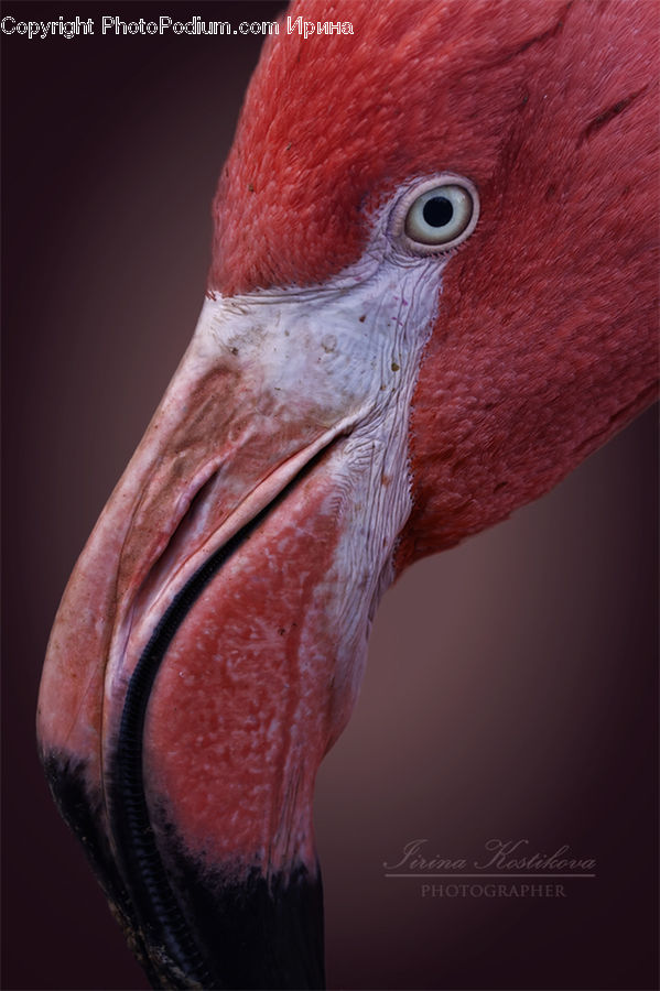 Beak, Bird, Crane Bird, Heron