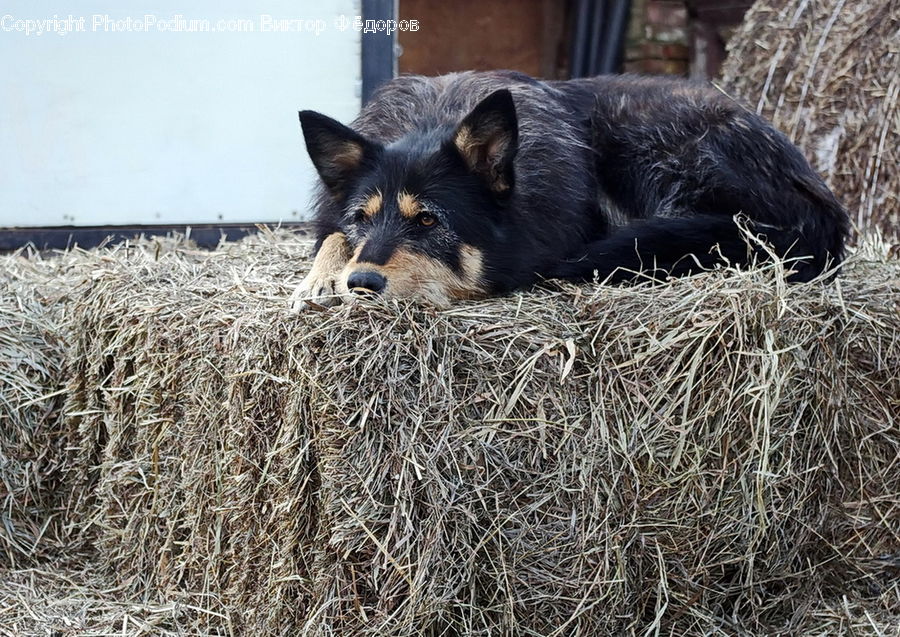 Animal, Canine, Collie, Dog, Mammal, Pet, Coyote