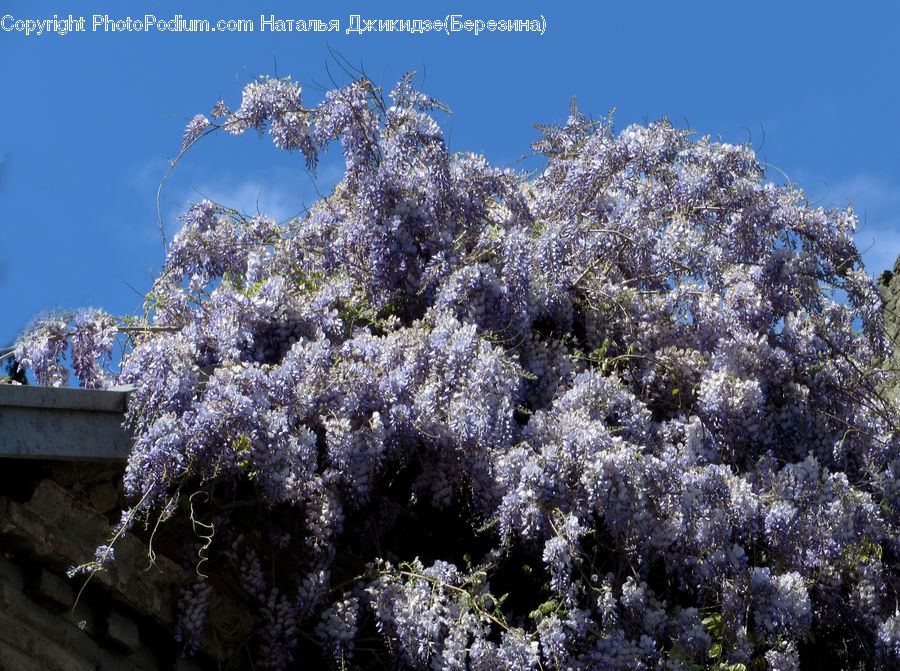 Blossom, Flora, Flower, Plant, Hole, Cherry Blossom, Lilac