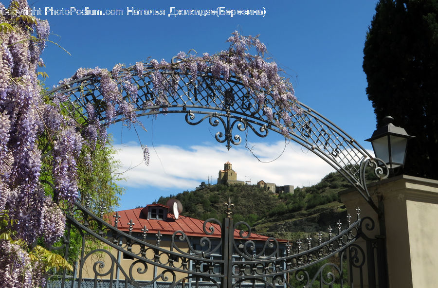 Coaster, Roller Coaster, Amusement Park, Blossom, Flora, Flower, Plant