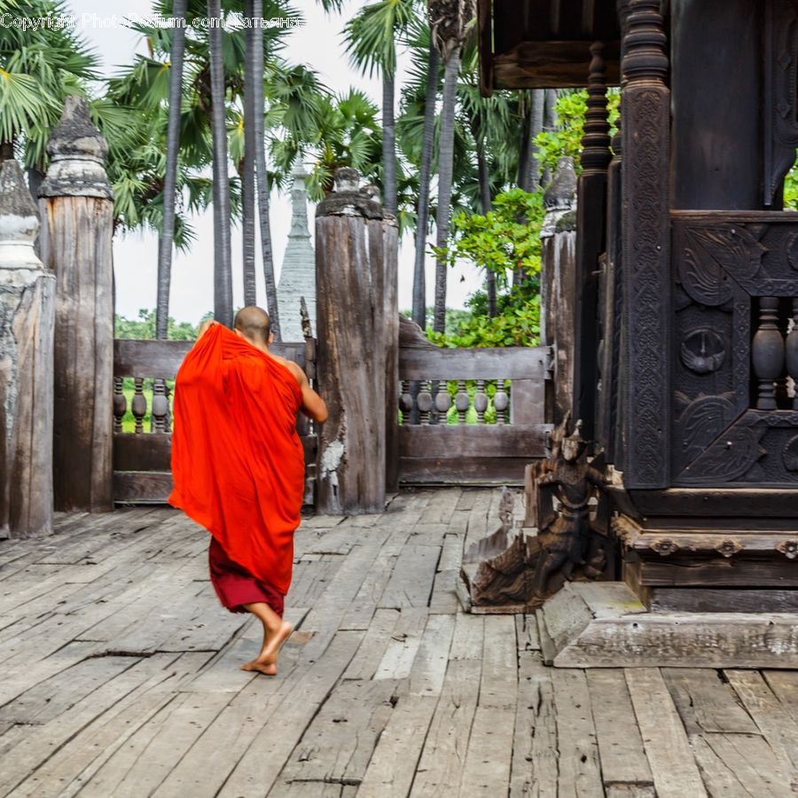 Human, People, Person, Monk, Palm Tree, Plant, Tree