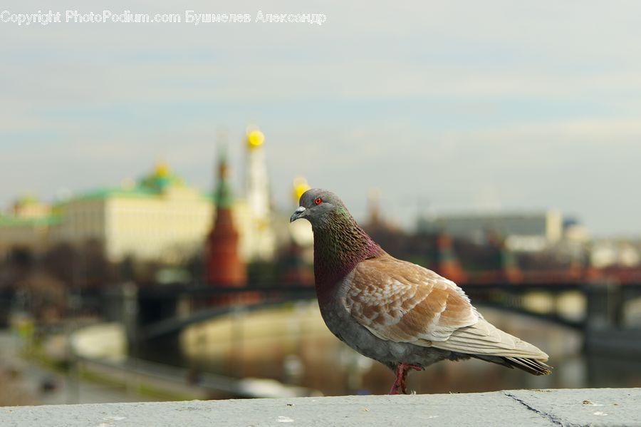 Bird, Dove, Pigeon