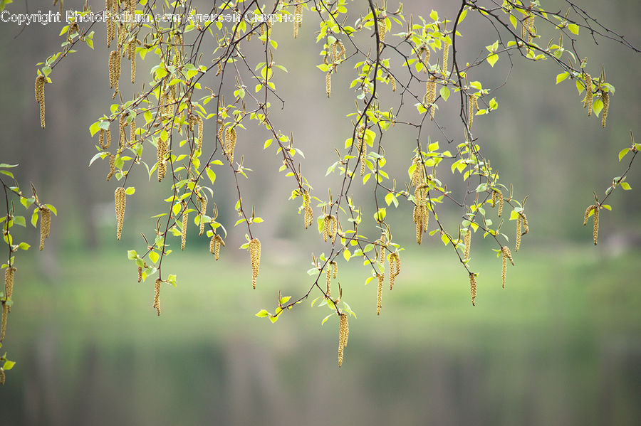 Dill, Plant, Bush, Vegetation, Blossom, Flora, Flower