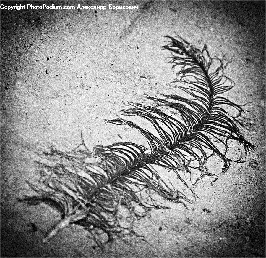 Art, Drawing, Fern, Plant, Outdoors, Sand, Soil