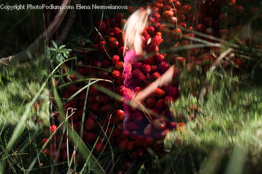 Fruit, Raspberry, Strawberry, Conifer, Fir, Plant, Tree