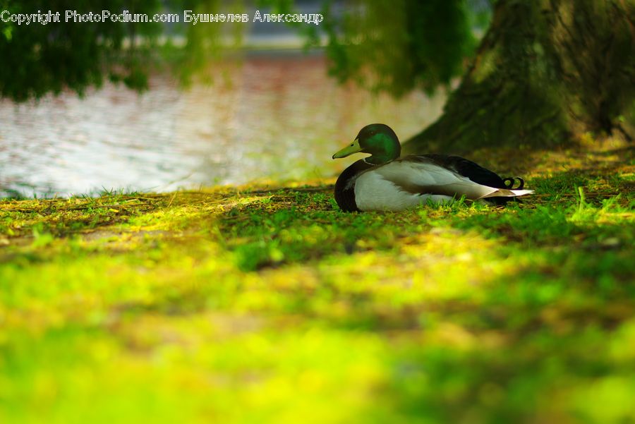 Bird, Duck, Mallard, Waterfowl, Teal, Moss, Plant