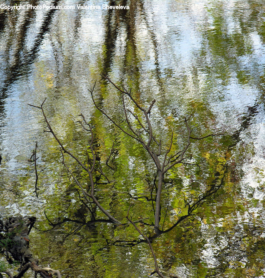 Birch, Tree, Wood, Plant, Forest, Vegetation, Blossom