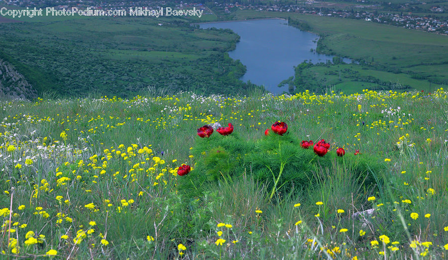 Field, Grass, Grassland, Land, Outdoors, Meadow, Pasture