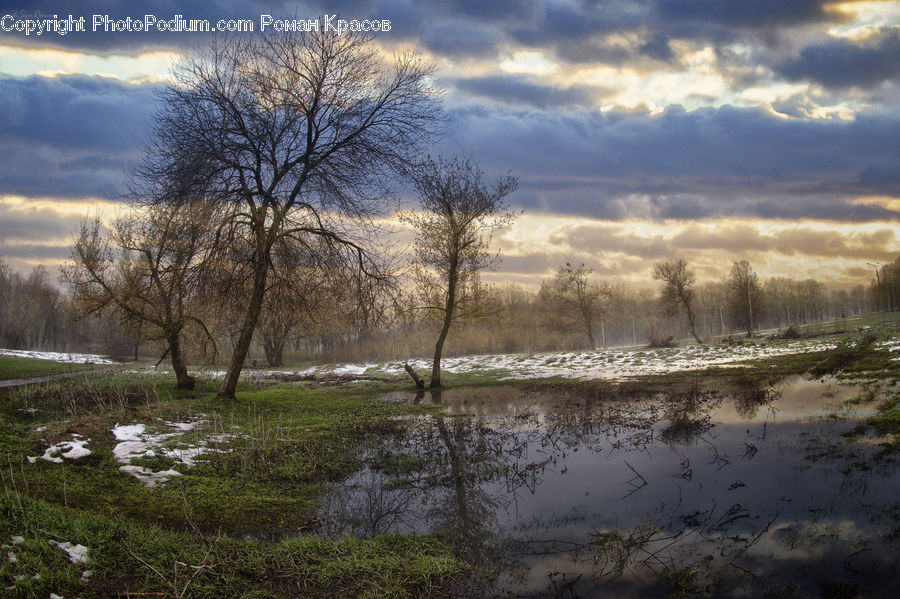Flood, Field, Grass, Grassland, Plant, Landscape, Nature