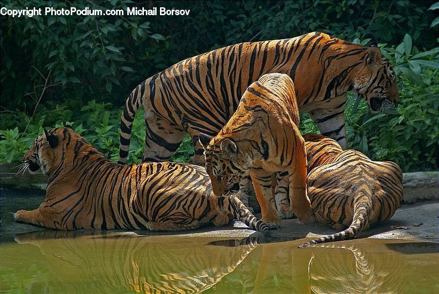 Animal, Mammal, Tiger