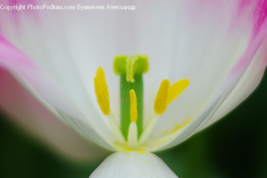 Cosmos, Blossom, Flora, Flower, Geranium, Plant, Pollen