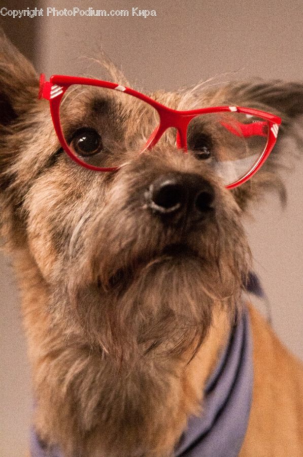 Affenpinscher, Animal, Canine, Dog, Mammal, Pet, Glasses