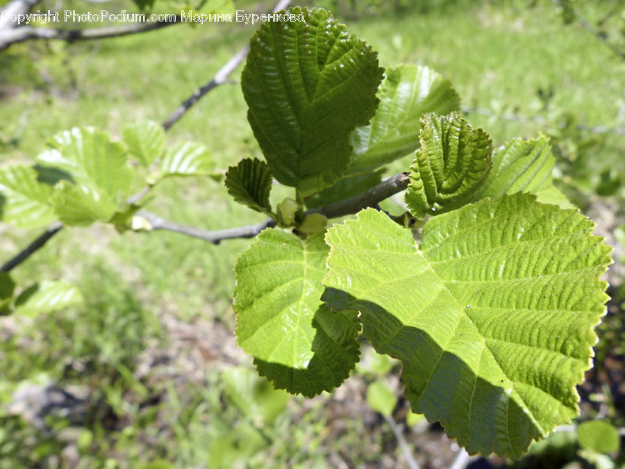 Blossom, Flora, Flower, Plant, Leaf, Herbal, Herbs