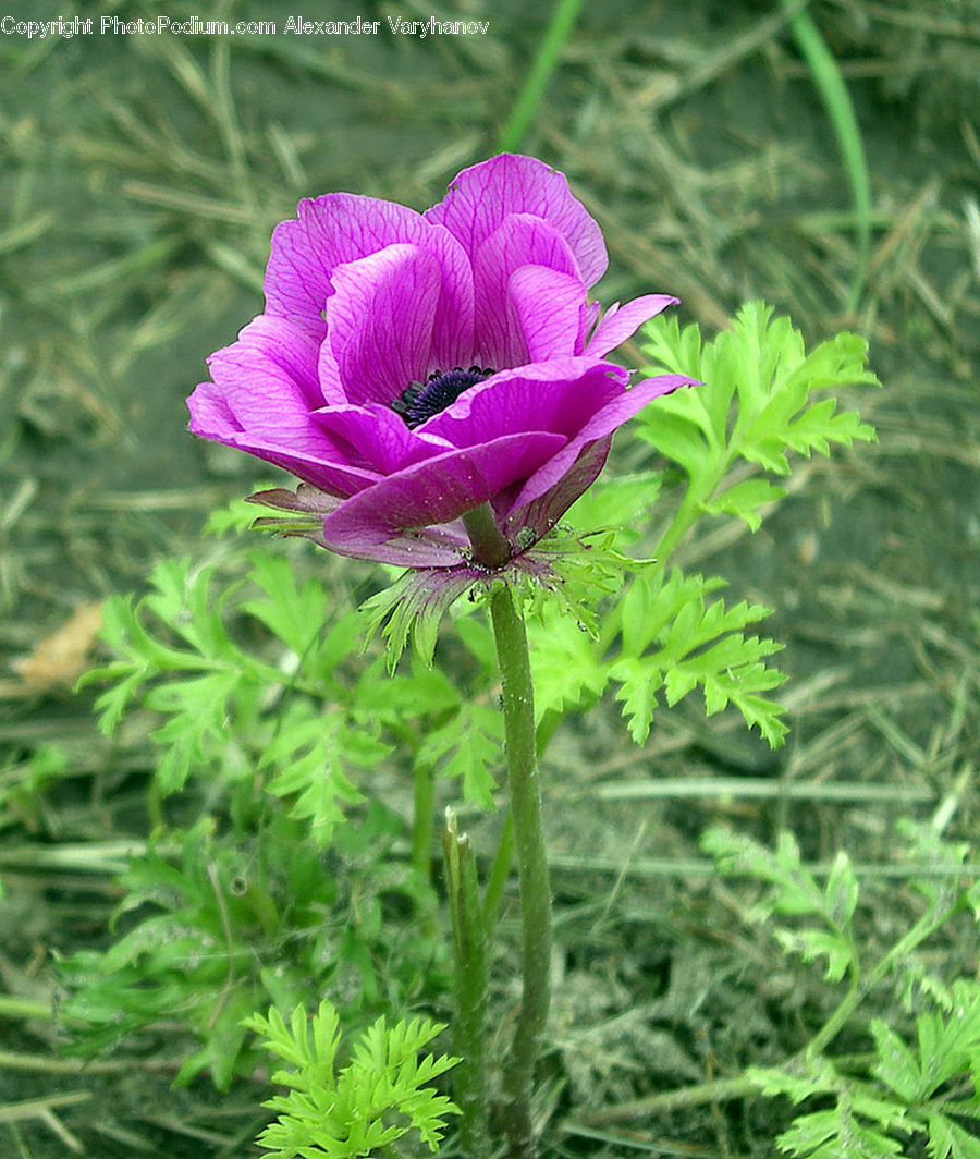 Blossom, Flora, Flower, Geranium, Plant, Crocus, Carnation