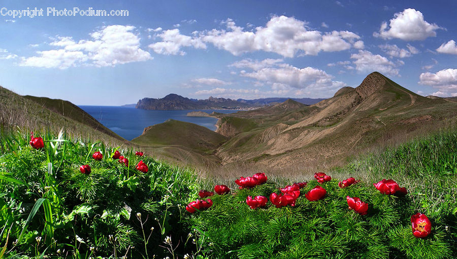 Blossom, Flora, Flower, Plant, Poppy, Tulip, Peony