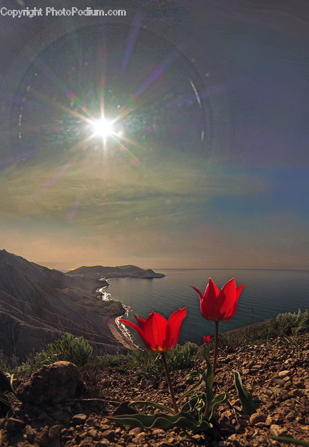 Camping, Blossom, Flora, Flower, Plant, Tulip, Rose
