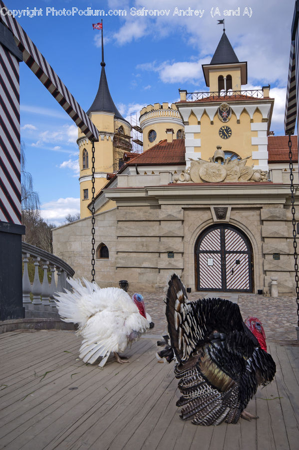 Architecture, Spire, Steeple, Tower, Bird, Poultry, Turkey Bird