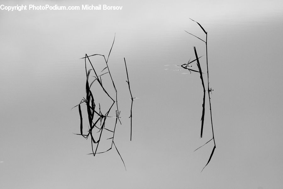 Drawing, Sketch, Art, Paper, Insect, Invertebrate, Mosquito