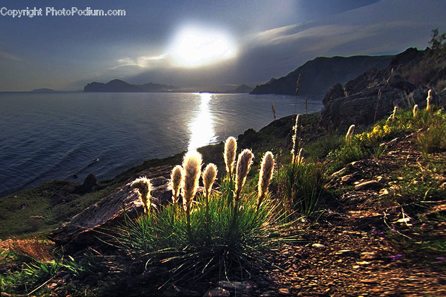 Grass, Plant, Reed, Field, Grassland, Coast, Outdoors