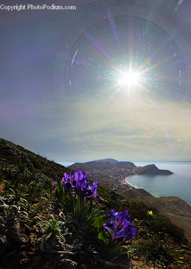 Blossom, Crocus, Flora, Flower, Plant, Promontory, Iris