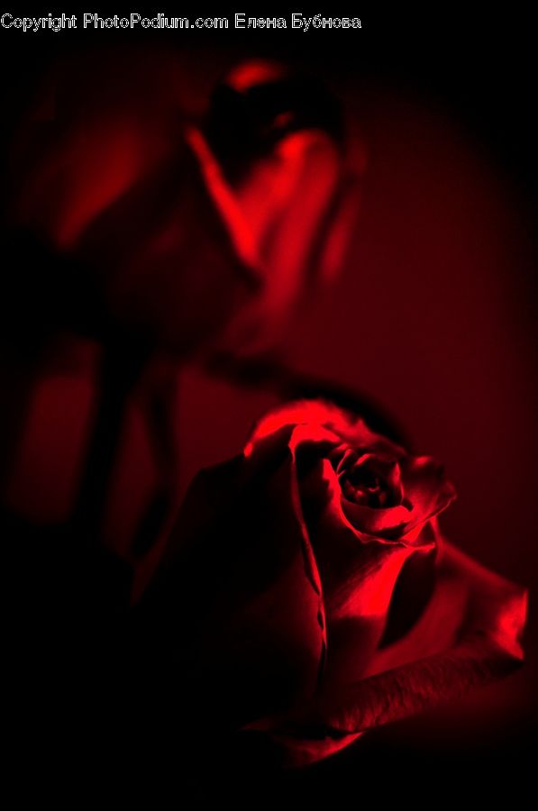 People, Person, Human, Blossom, Flower, Plant, Rose