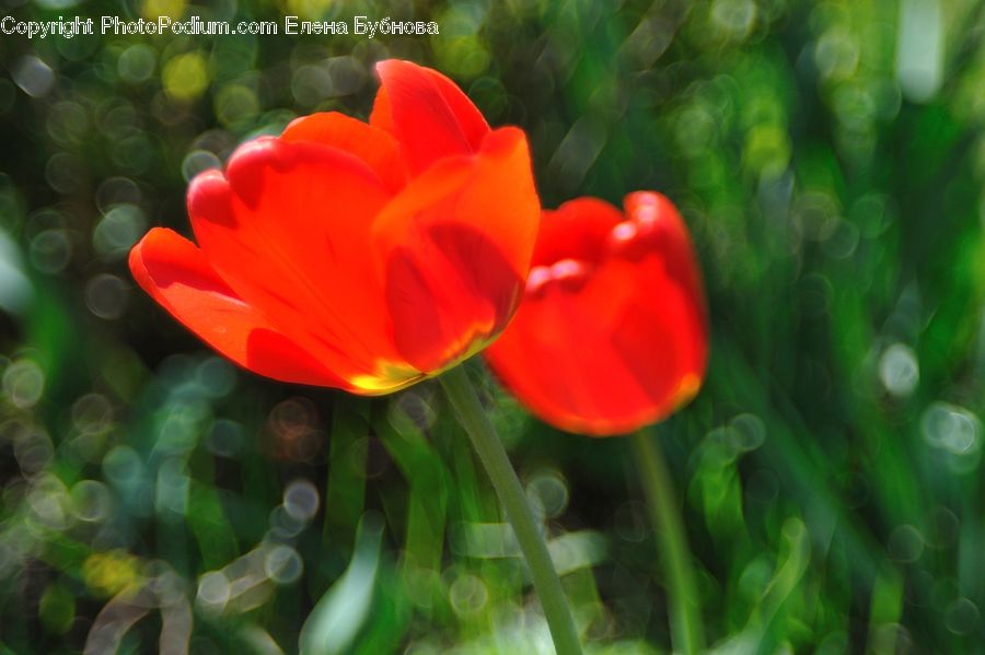 Blossom, Flora, Flower, Geranium, Plant, Fiber, Flax