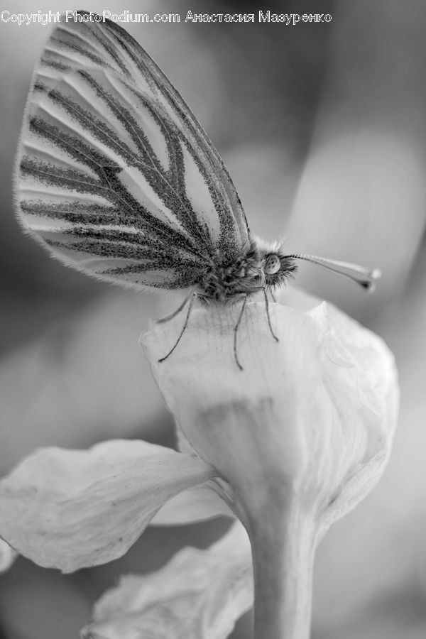 Insect, Invertebrate, Mosquito, Blossom, Flora, Flower, Plant