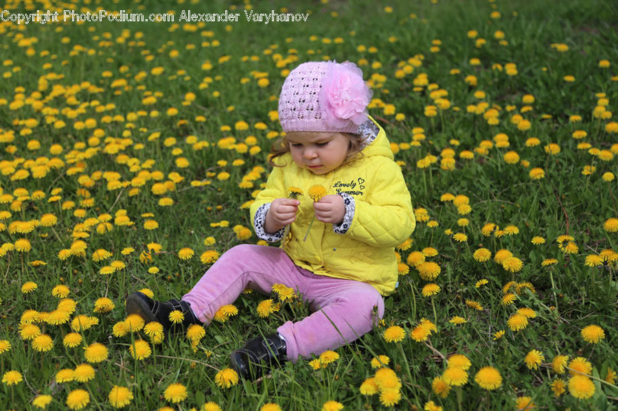 People, Person, Human, Dandelion, Flower, Plant, Blossom