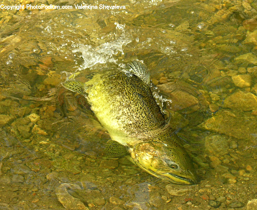 Carp, Fish, Sea Life, Amphibian, Frog, Wildlife, Pike