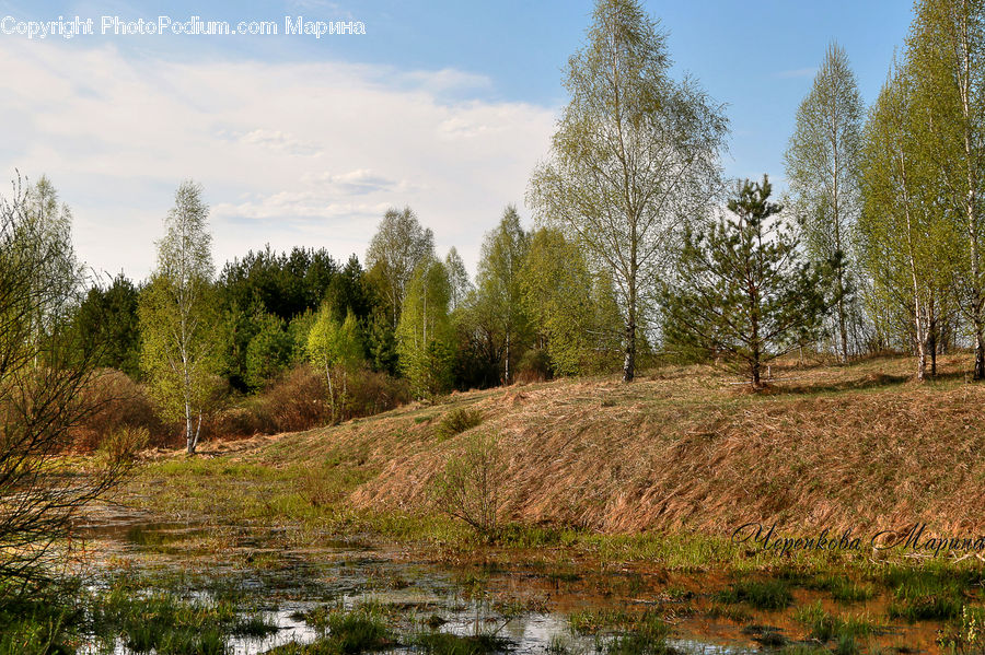 Outdoors, Wilderness, Conifer, Fir, Plant, Tree, Field