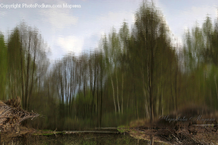 Forest, Vegetation, Field, Grass, Grassland, Plant, Birch