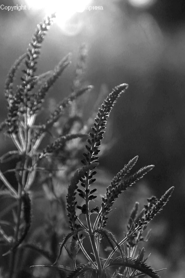 Conifer, Fir, Plant, Tree, Blossom, Flora, Flower