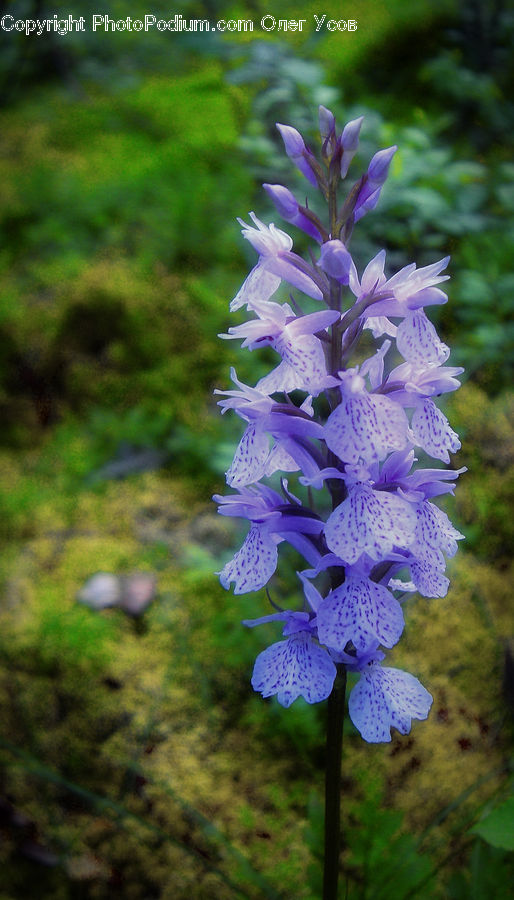 Plant, Blossom, Flora, Flower, Geranium, Lupin, Foxglove