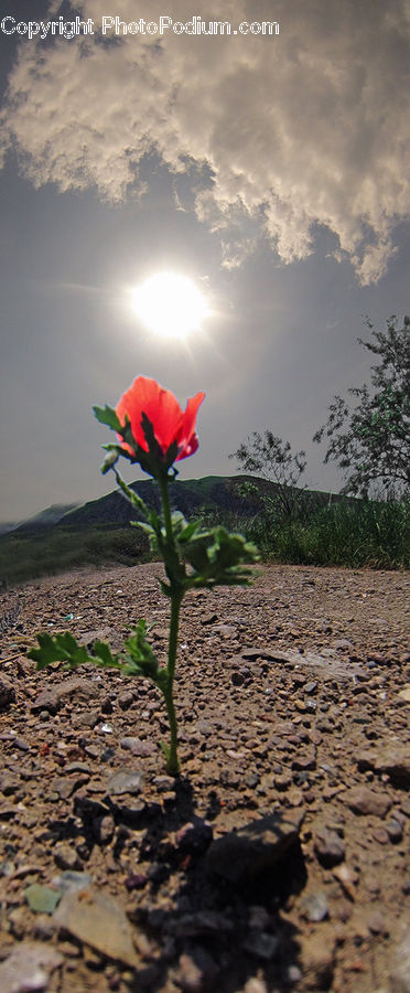 Soil, Blossom, Flora, Flower, Plant, Poppy, Tree