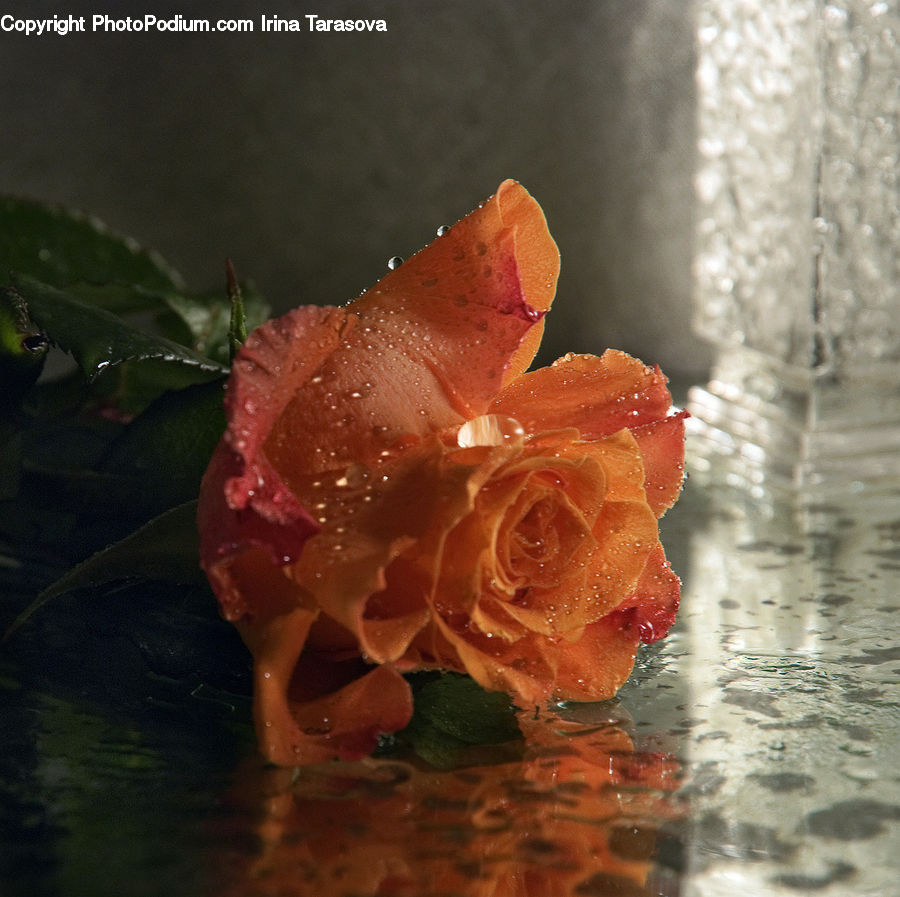 Flora, Flower, Hibiscus, Plant, Poppy, Flower Arrangement, Flower Bouquet