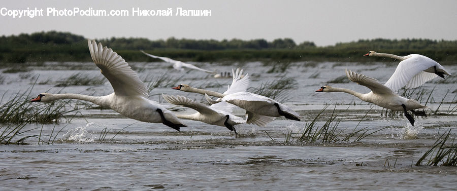 Bird, Pelican, Goose, Waterfowl, Crane Bird, Heron, Swan