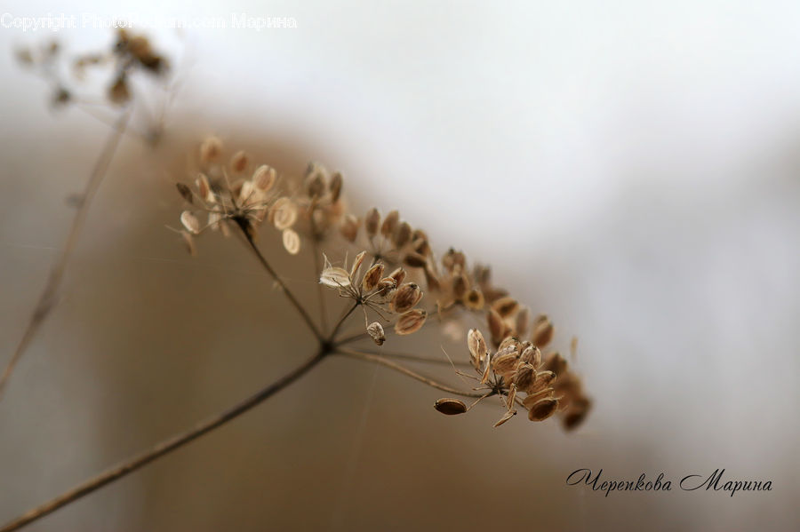 Dill, Plant, Weed, Blossom, Flora, Flower, Apiaceae