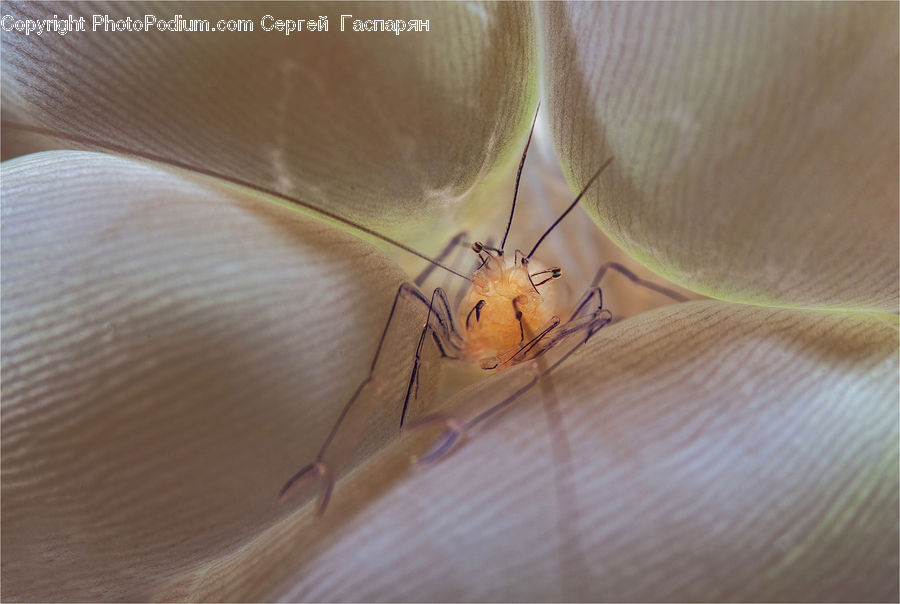 Insect, Invertebrate, Mosquito, Cockroach, Arachnid, Garden Spider, Spider