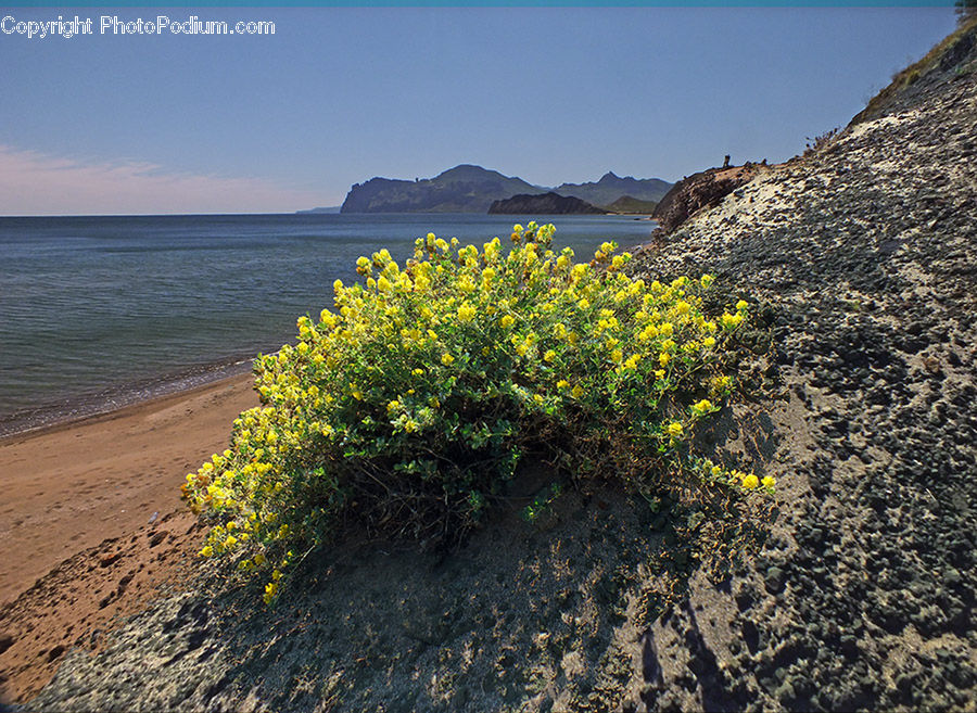 Plant, Vegetation, Bush, Landscape, Nature, Scenery, Dirt Road