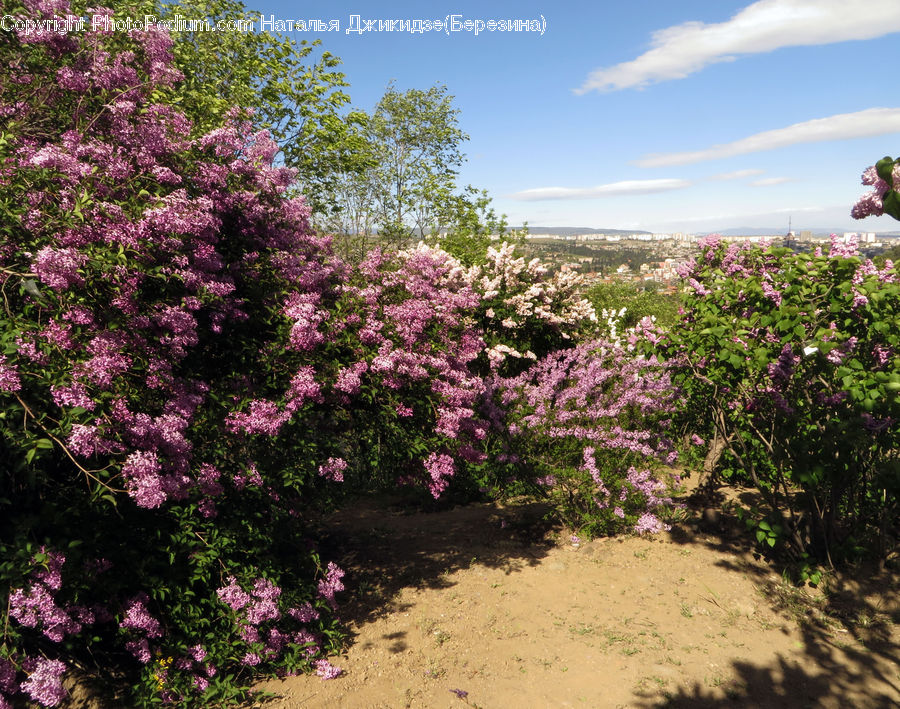 Blossom, Flower, Lilac, Plant, Bush, Vegetation, Flora