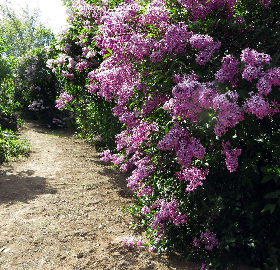 Blossom, Flower, Lilac, Plant, Flora, Bush, Vegetation