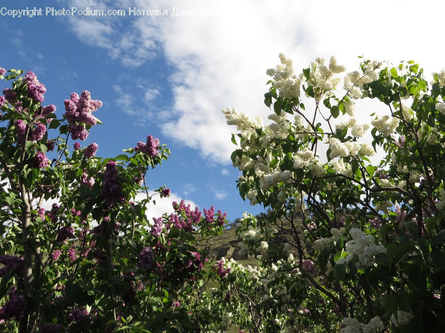 Blossom, Flora, Flower, Plant, Lilac, Bush, Vegetation