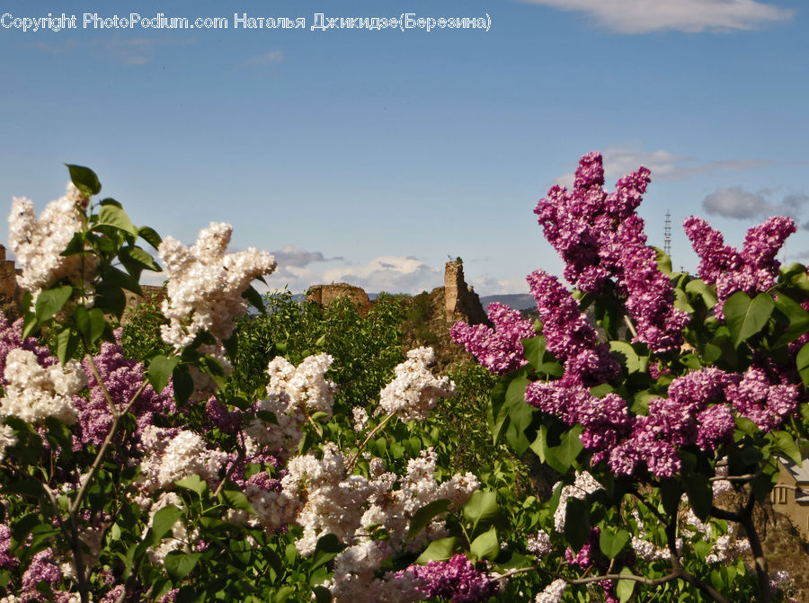 Blossom, Flower, Lilac, Plant, Flora, Bush, Vegetation