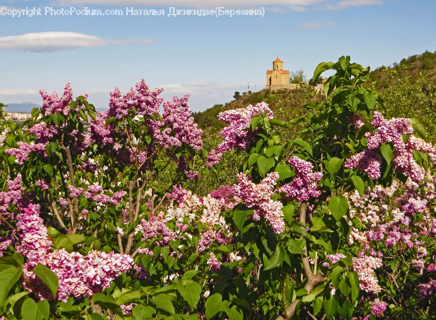 Blossom, Flower, Lilac, Plant, Bush, Vegetation, Flora